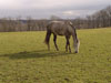 weidefruehling1